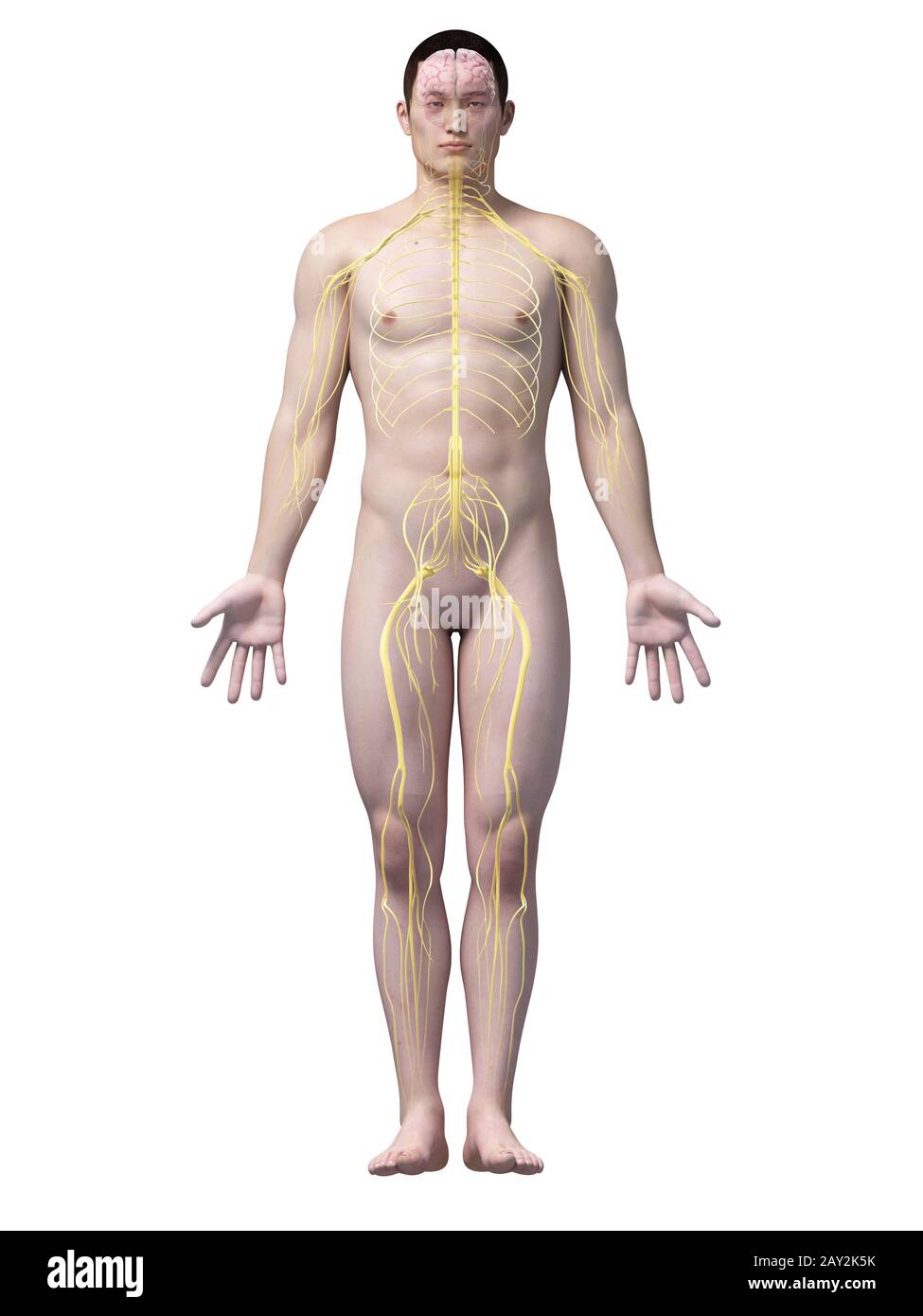 asiatische Anatomie Stockfoto