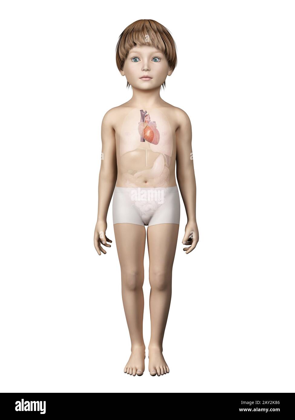 Kinderanatomie Stockfoto