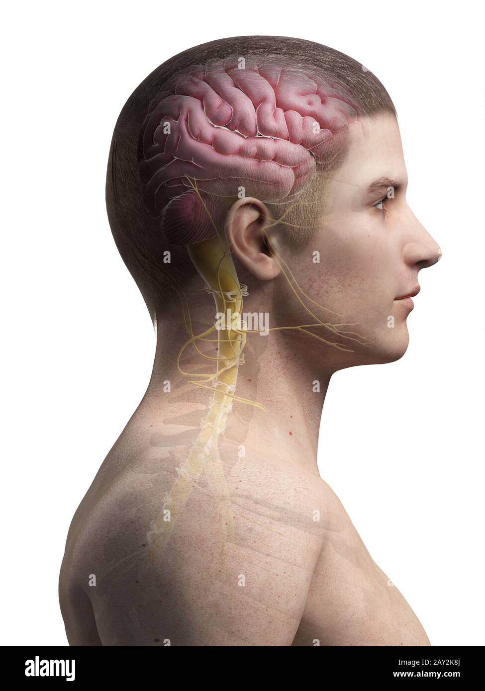 Mann-Anatomie Stockfoto