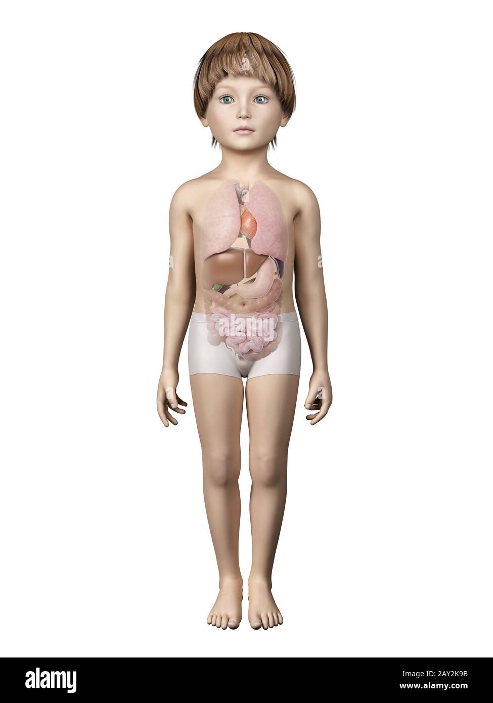 Kinderanatomie Stockfoto