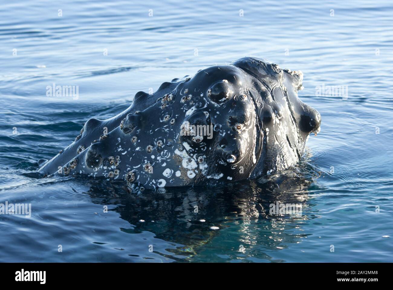 Kopf des Buckelwals-2. Stockfoto