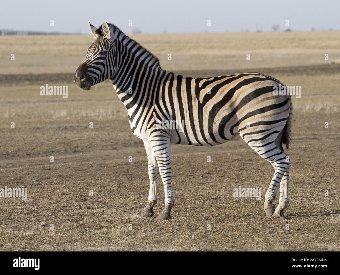 Der Zebra Chapman im Herbst steppt. Stockfoto