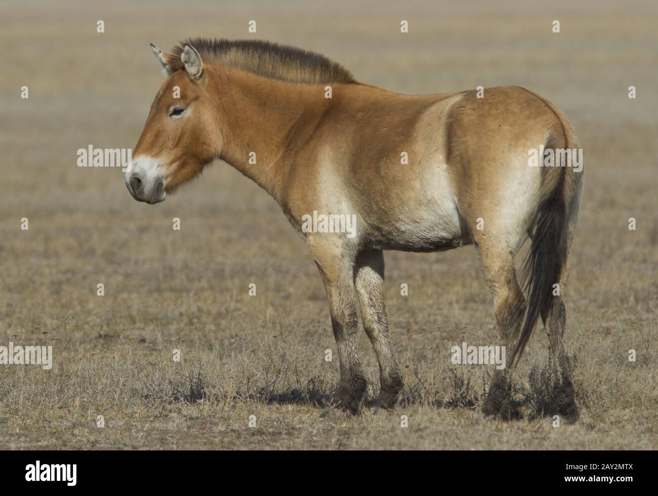 Junges Przewalski-Pferd in Steppe. Stockfoto