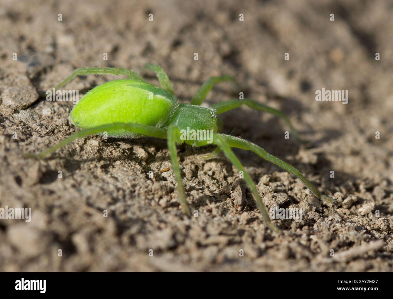 Grüne Spinne, die auf dem Boden sitzt. Stockfoto