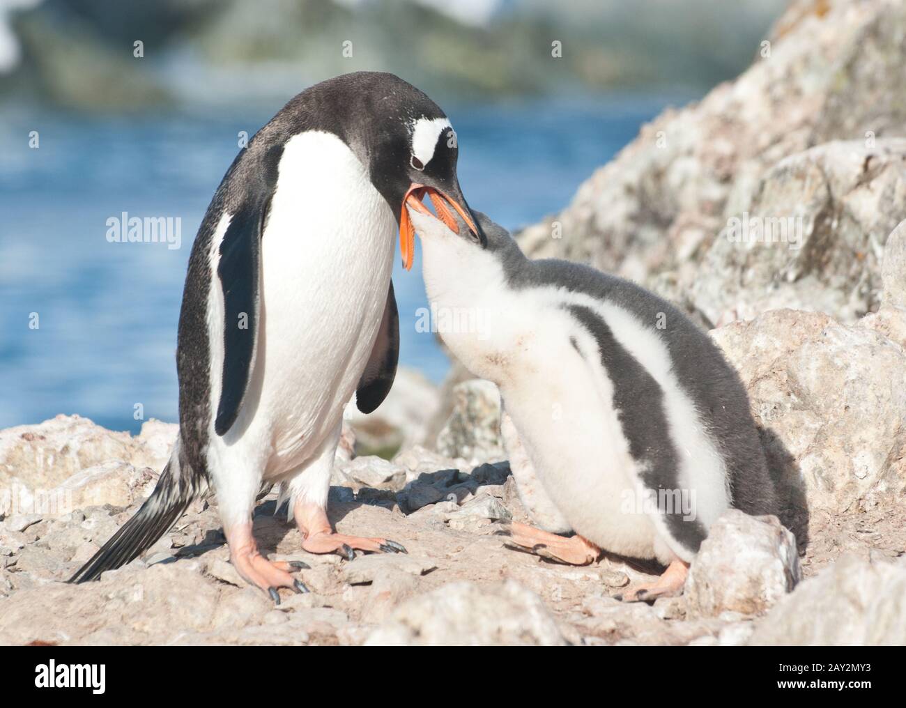 Gentoo Pinguin Fütterkick für Erwachsene. Stockfoto