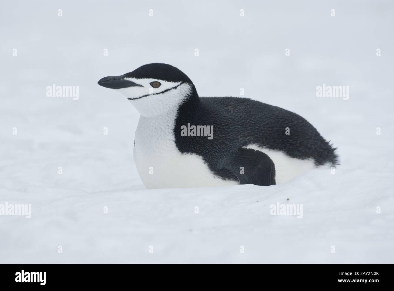 Antarktischer Pinguin auf dem Schnee liegend. Stockfoto