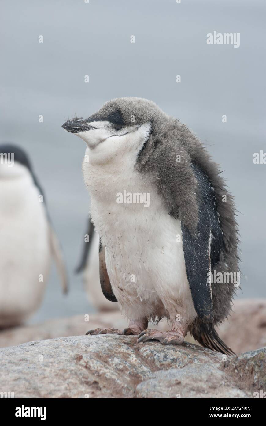 Antarktischer Pinguinschick, der fast geschmolzen ist. Stockfoto