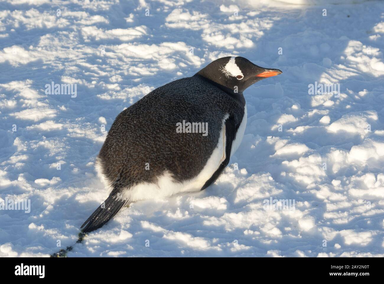 Gentoo Pinguin liegt auf dem Schnee. Stockfoto