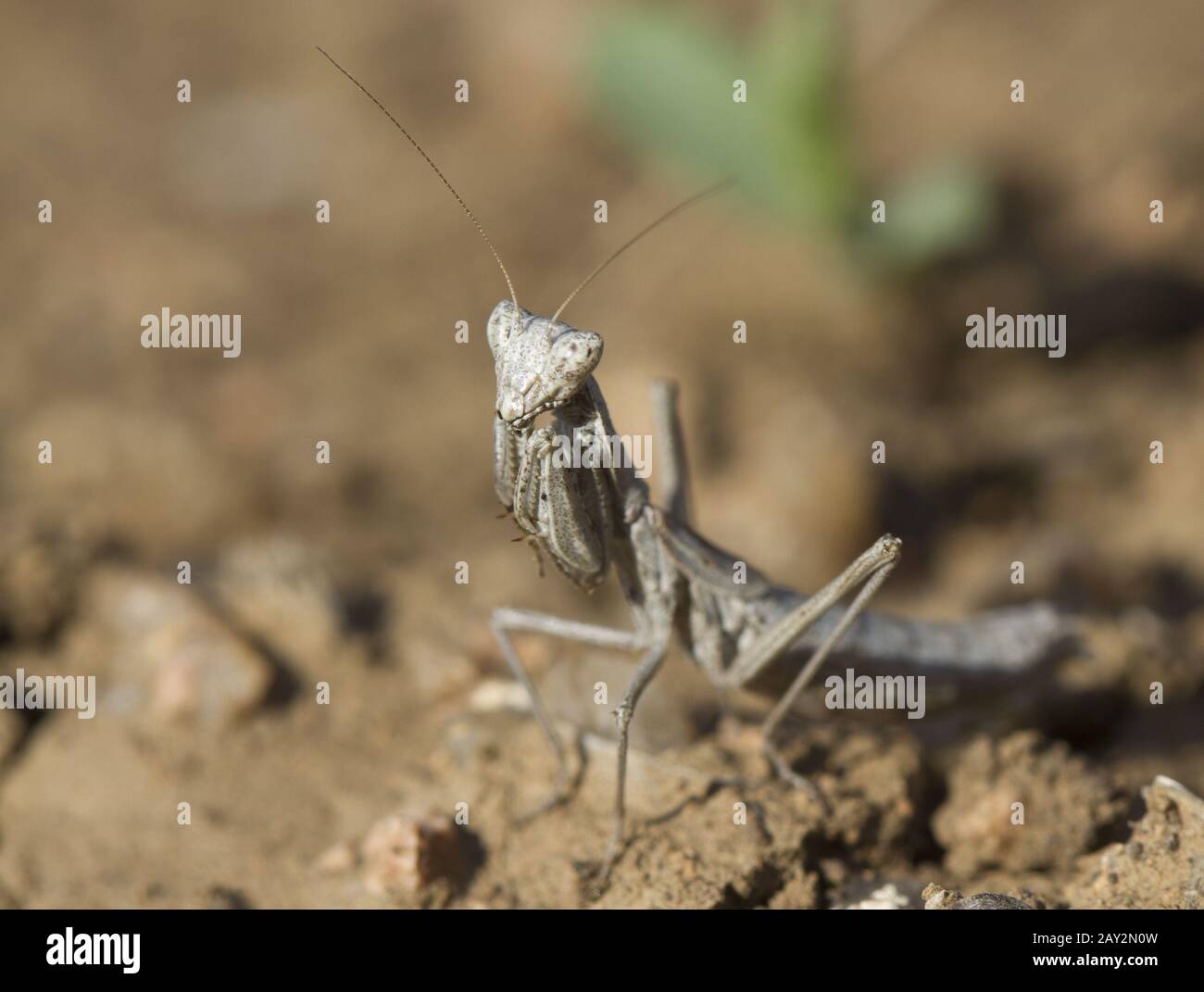 Mantis sitzt auf dem Boden. Stockfoto