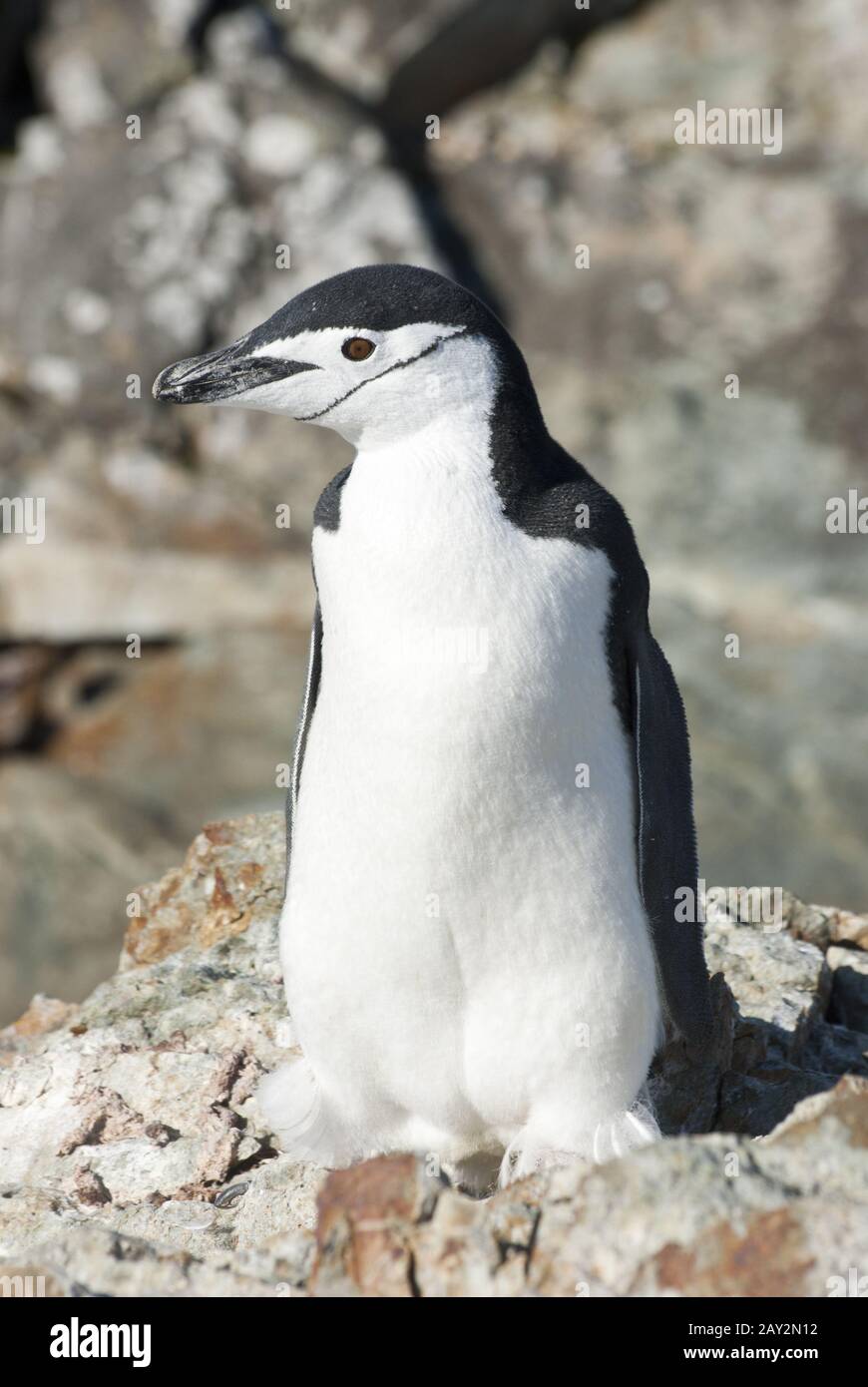 Antarktischer Pinguin auf den Felsen des antarktischen Sommers. Stockfoto