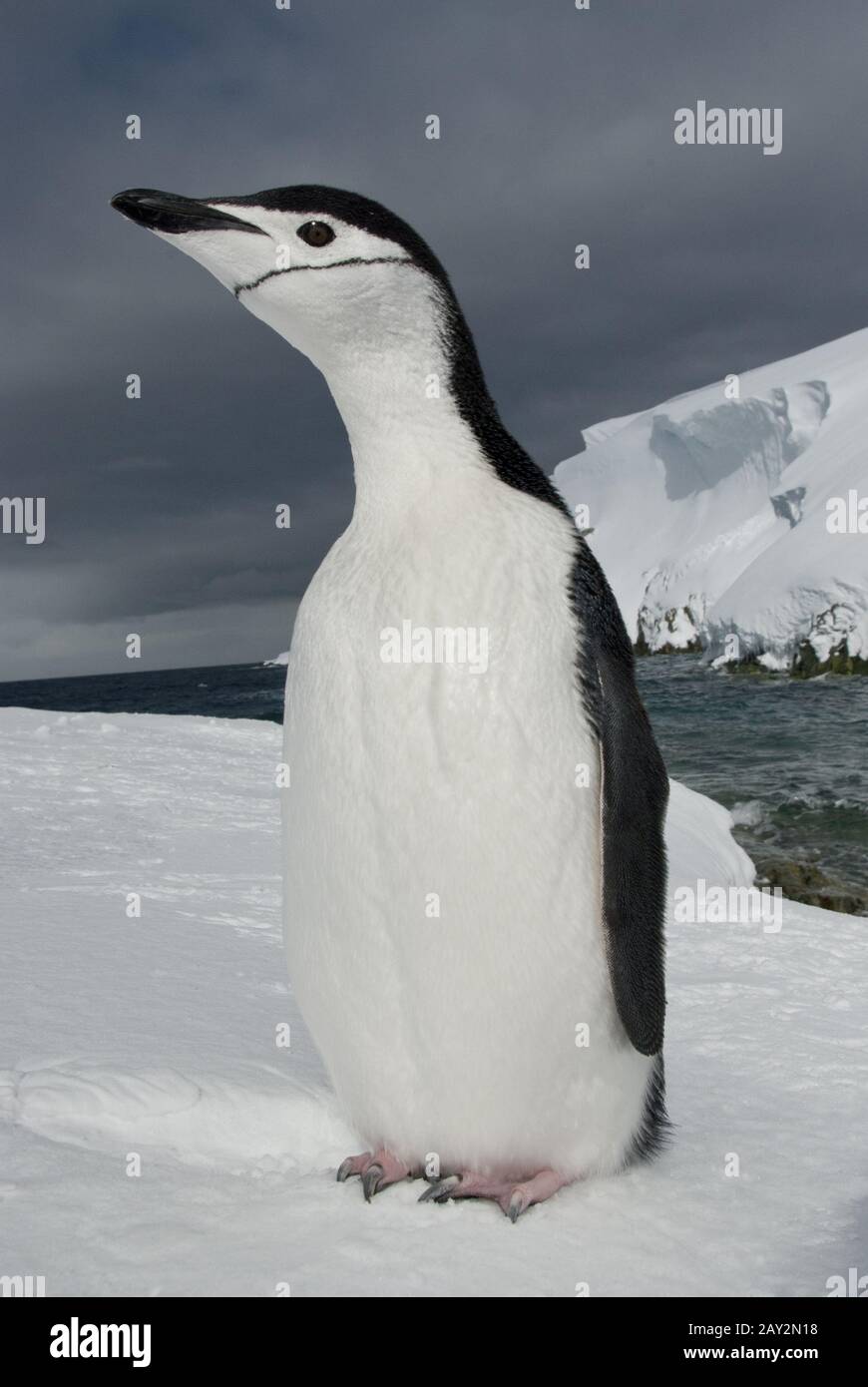 Antarktischer Pinguin auf dem Hintergrund von Ozean und Eis. Stockfoto