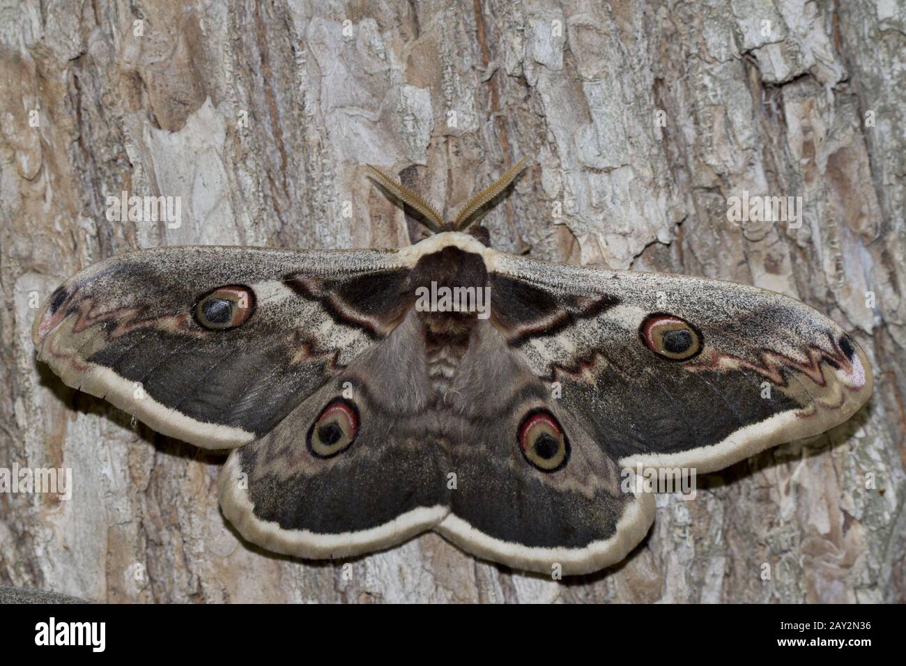 Großer Pfau Moth, Riesen Kaiser-Motte oder Wiener Kaiser. Stockfoto