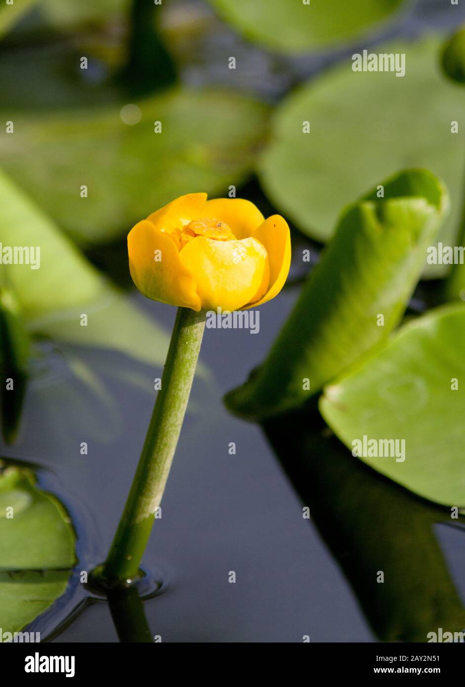 Am Ufer blüht gelbe Teichlilie. Stockfoto