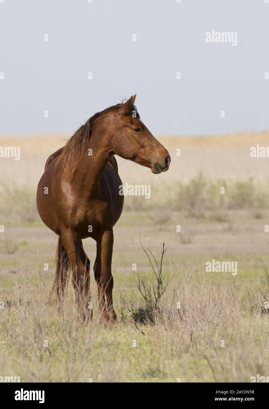 Das Pferd im Frühjahr der Steppe. Stockfoto