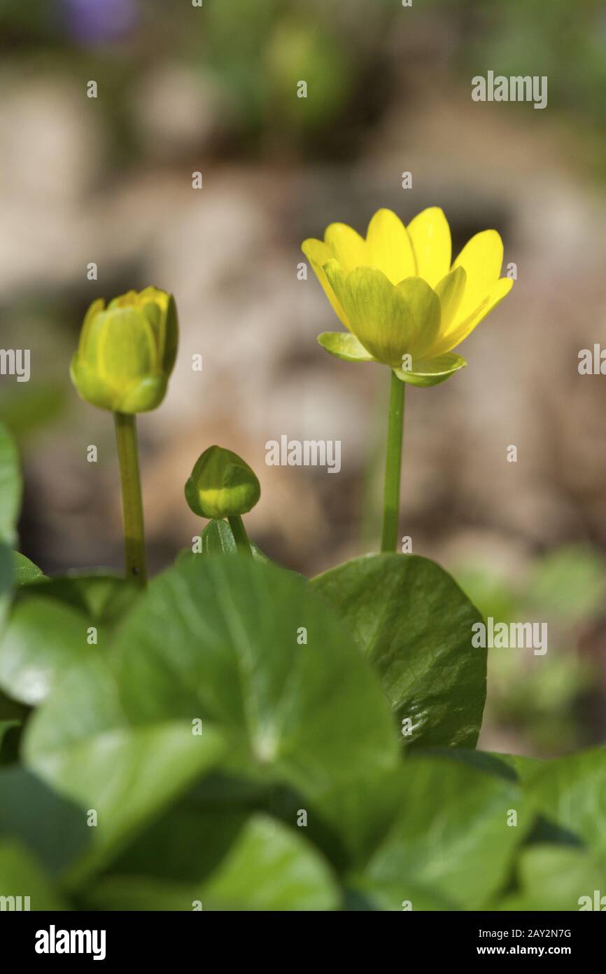 Primrose gelbe Blumen im Frühjahr. Stockfoto