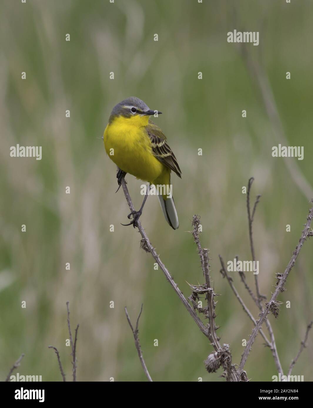 Männliches gelbes Wachsschwanz, das auf einem abgestorbenen Graszweig sitzt. Stockfoto