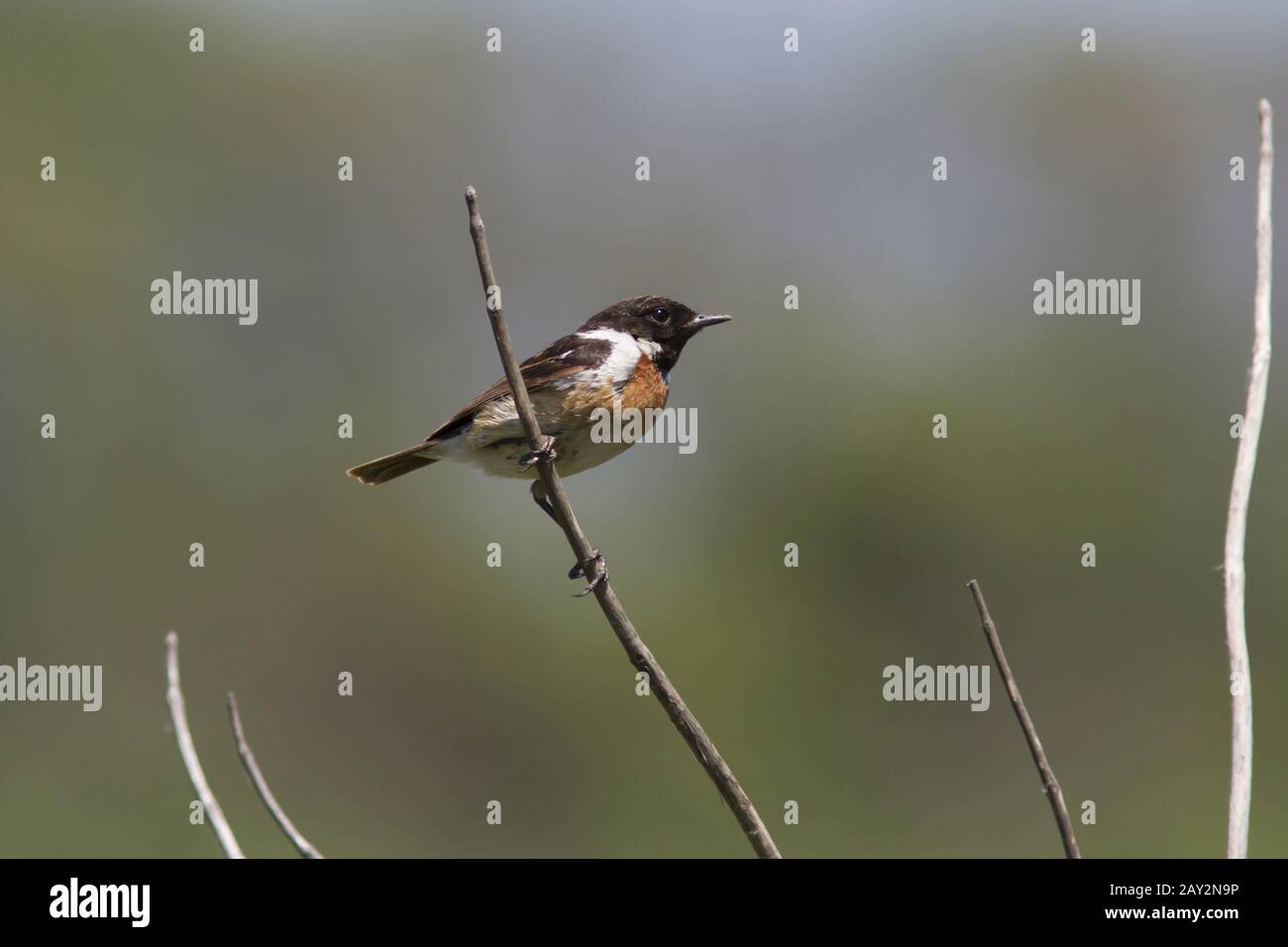 Stonechat sitzt auf einem trockenen Ast in der Wüste. Stockfoto