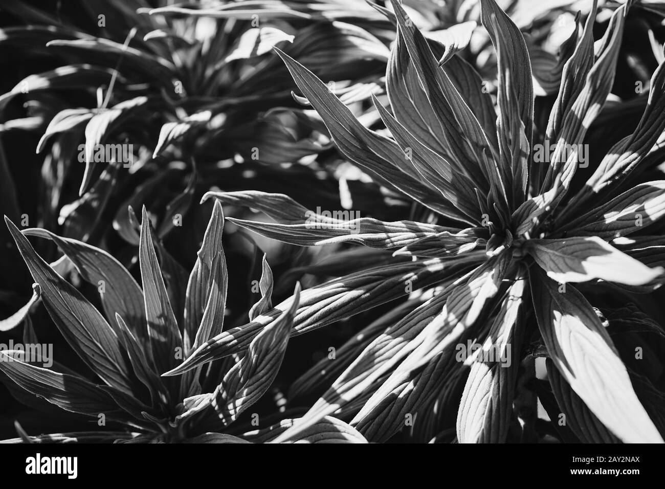 Blätter von Echium Candicans, auch bekannt als Stolz auf Madeira - Schwarz und Weiß Stockfoto