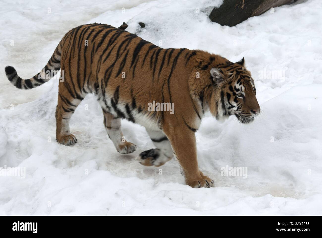 Sibirischer Tiger gehen an bewölkten Wintertag Stockfoto