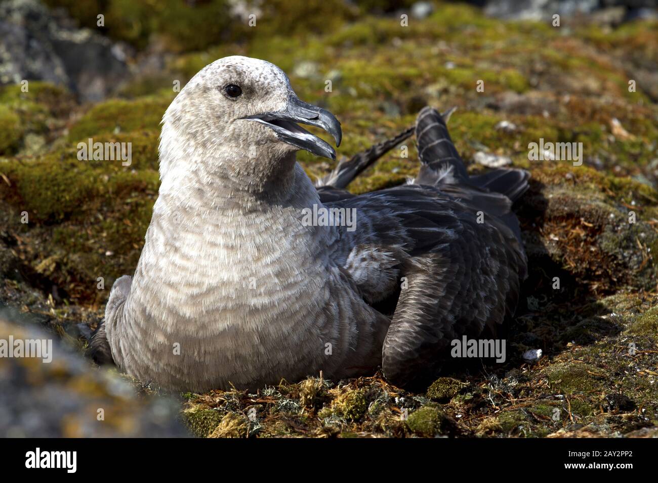 South Polar Skua weibliche Morph-Licht, das auf den Eiern auf dem Nest sitzt Stockfoto