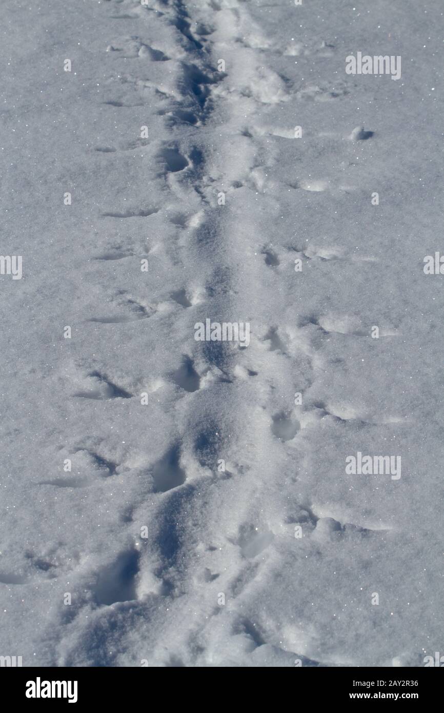 Fußspuren im Schnee Adelie Pinguin, auf dem Bauch Wintertag kroch Stockfoto