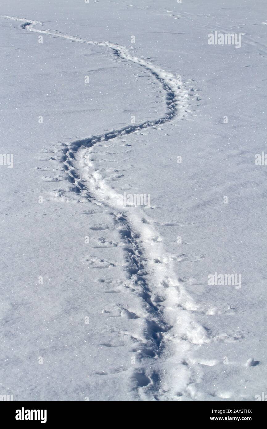 Spuren von Adelie-Pinguine, die auf dem Bauch im Schnee Wintertag gecrawlt Stockfoto