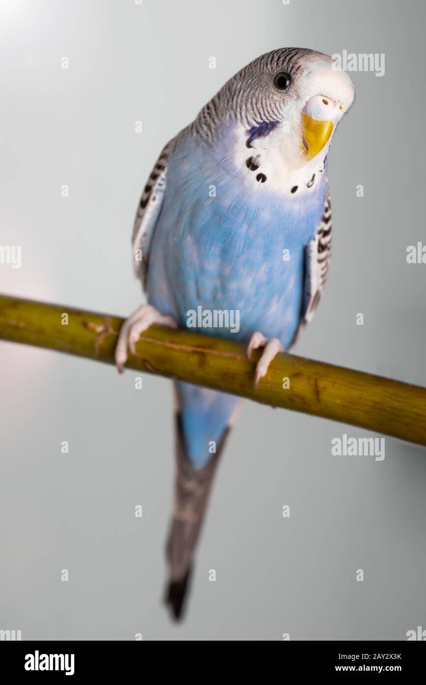 Porträt eines jungen, blauen männlichen Budgerigars in einem Käfig Stockfoto