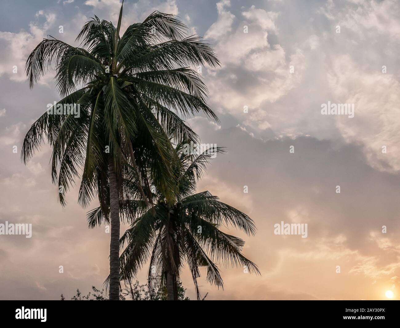 Kokospalmen verlassen bei Sonnenuntergang mit Himmelshintergrund, sommerlicher tropischer Landschaft Stockfoto