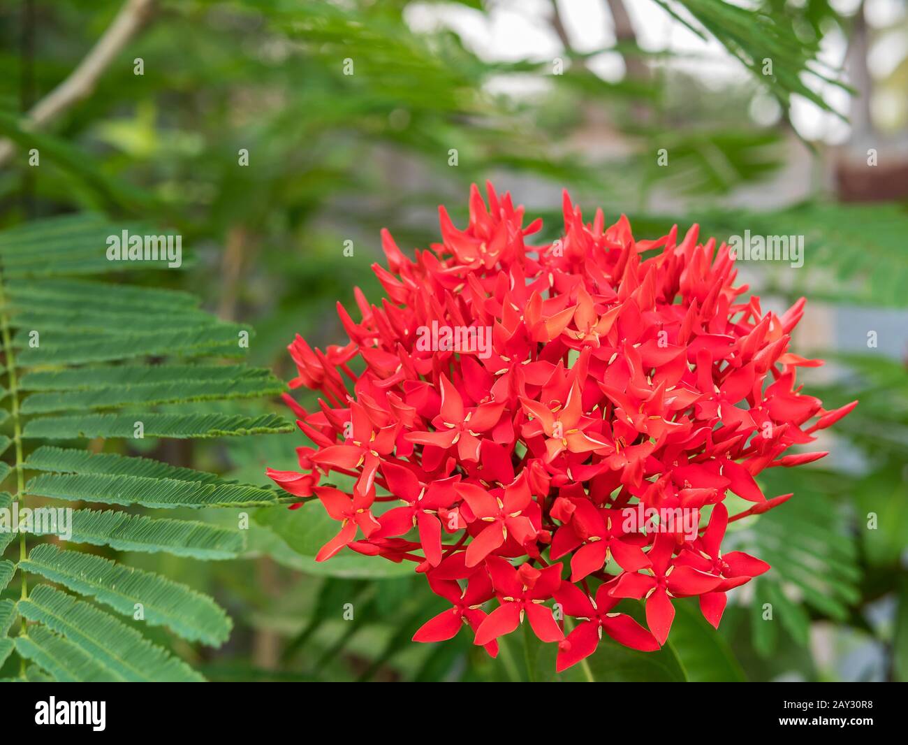 Stachelblume, roter Blumenspitze und grüne Blätter. Stachelblume im Garten mit natürlichem Hintergrund Stockfoto