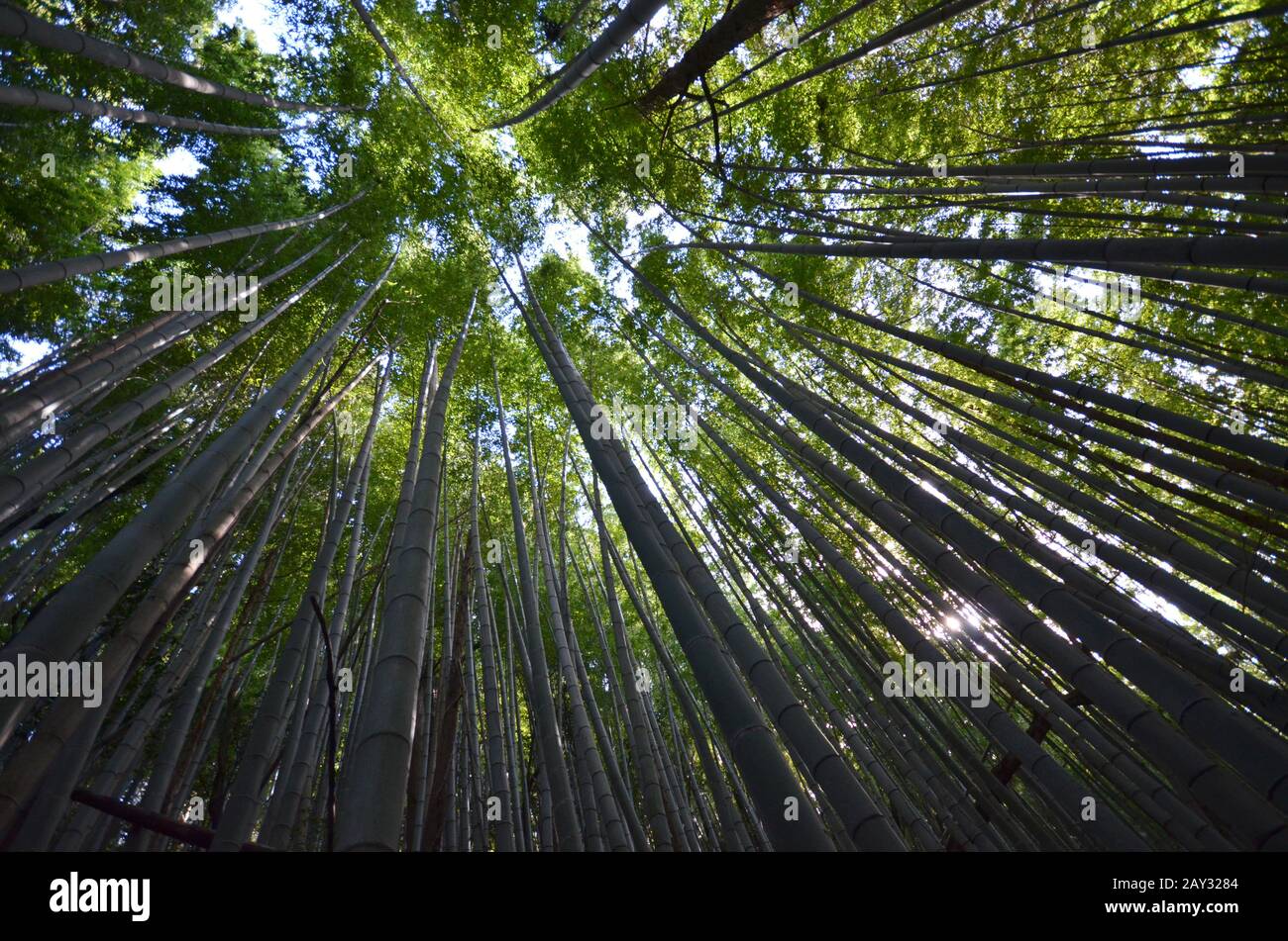 Bamboo Grove, Bambus Wald Stockfoto