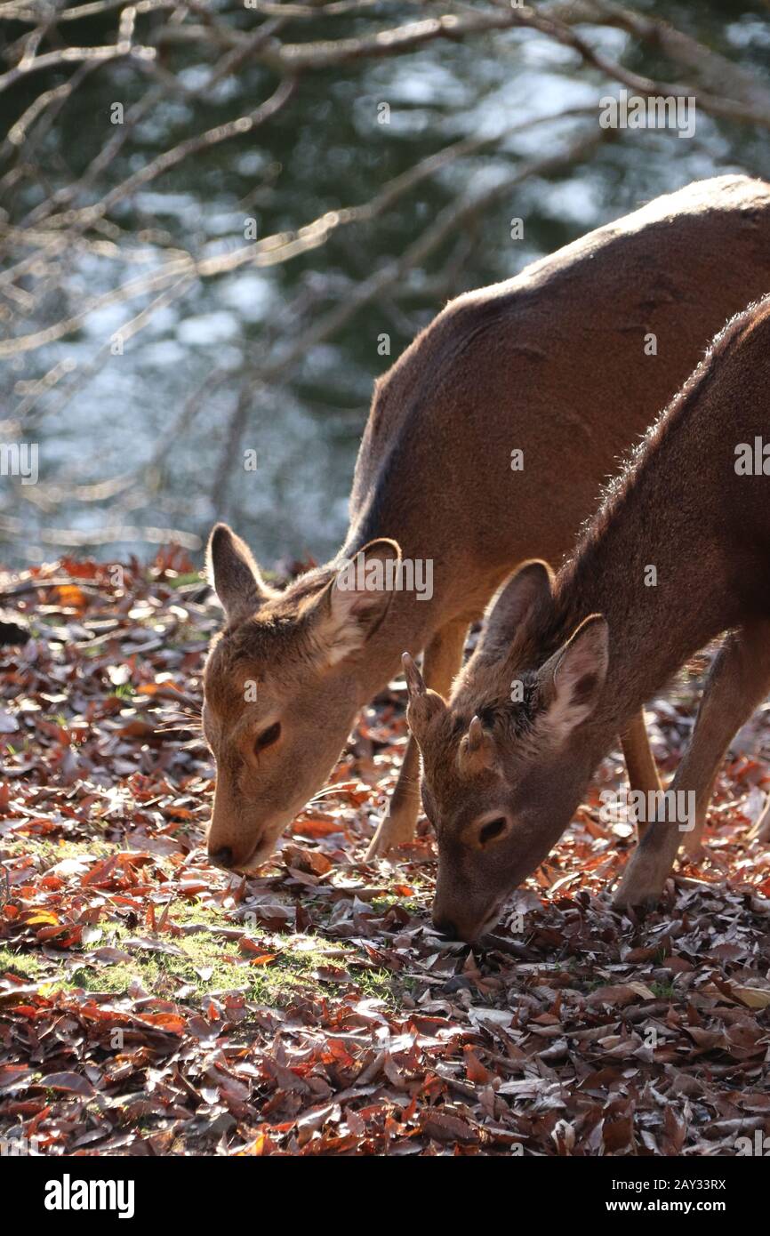 Zwei Flaugenhirsche im Herbst Stockfoto