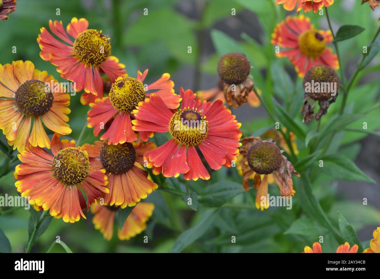 Helenium. Helenium Konigstiger. Helenium autumnale. Blumen. Bush Helenium Stockfoto