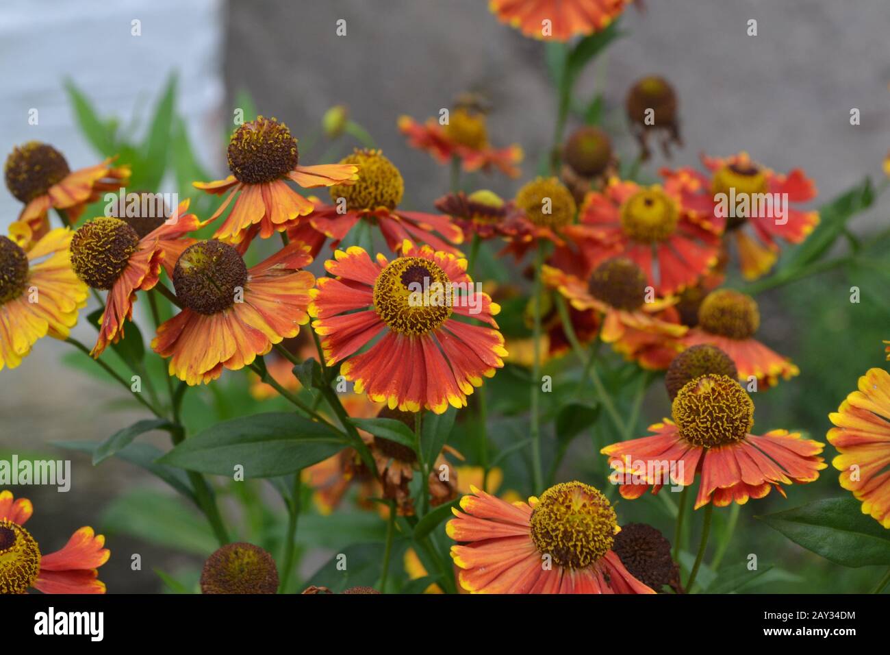 Helenium. Helenium Konigstiger. Helenium autumnale. Zarte Blumen. Bush Helenium. Grüne Blätter. Nahaufnahme Stockfoto