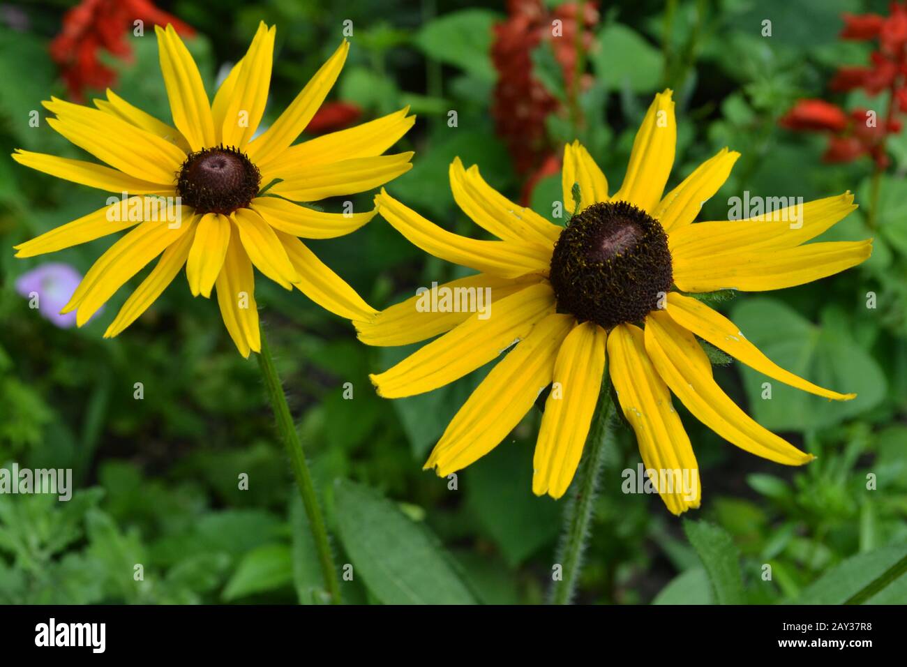 Rudbeckia. Mehrjährig. Ähnlich der Gänseblümchen. Hohe Blumen. Die Blumen sind gelb. Es ist sonnig. Garten. Blumenbespannung. Nahaufnahme. Auf verschwommenem Hintergrund. Horiz Stockfoto