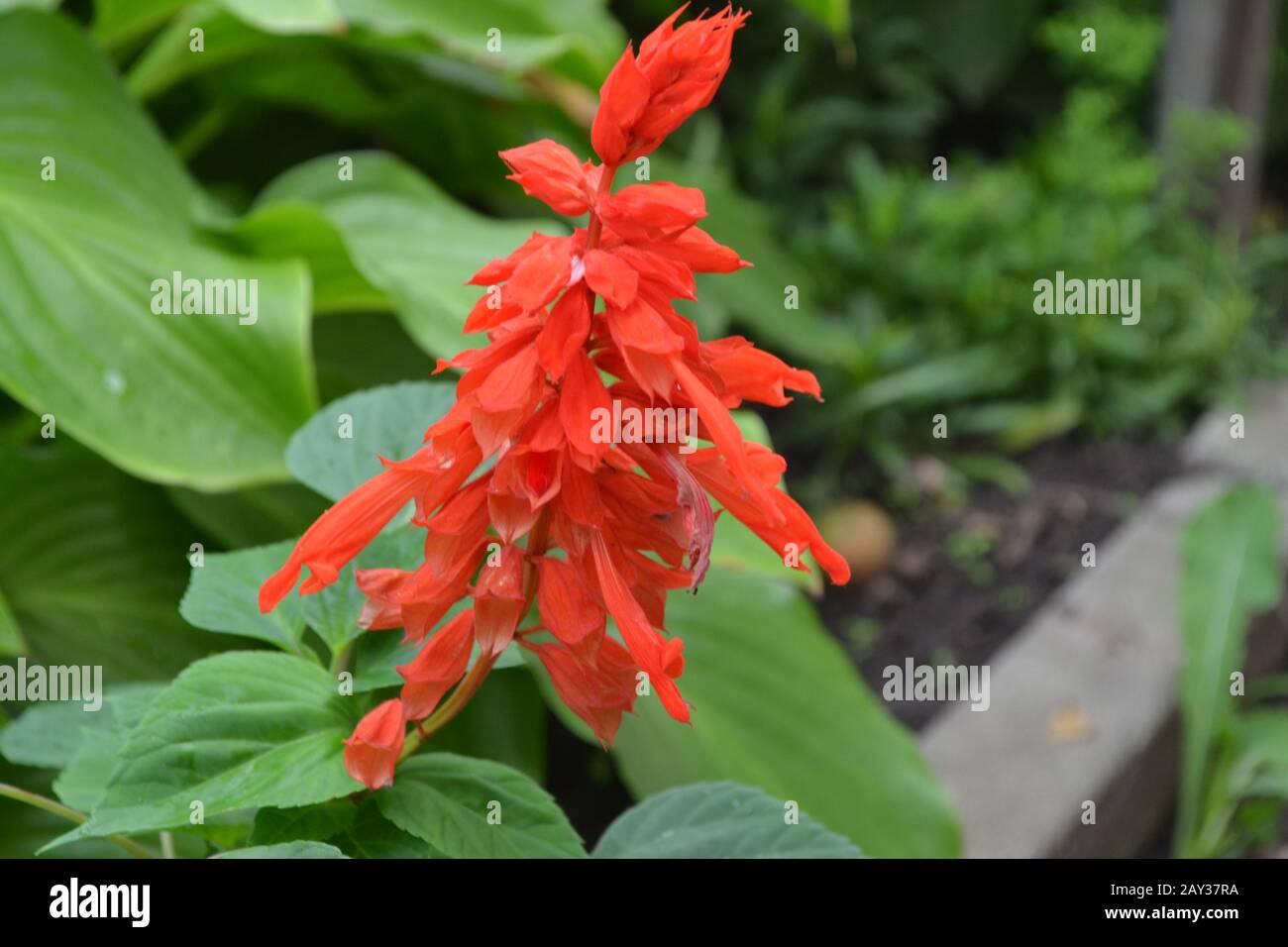 Wärme Liebende Pflanze Stockfotos und -bilder Kaufen - Alamy