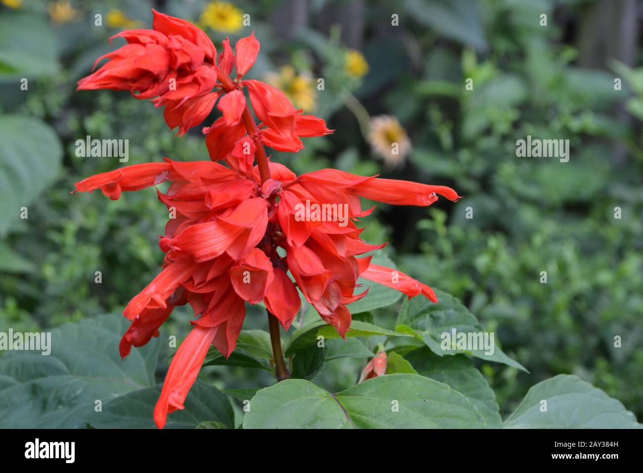 Salvia. Salvia splendens. Blumenrot. Wärmeliebende Pflanzen. Jährliches Werk. Blumenbeet. Wachsende Blumen. Nahaufnahme. Auf verschwommenem Hintergrund. Horizontal Stockfoto