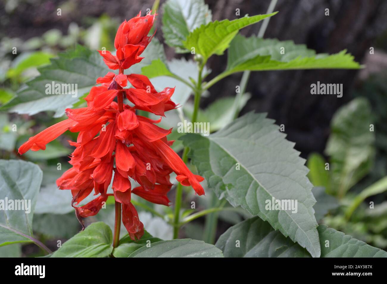 Salvia. Salvia splendens. Blumenrot. Wärmeliebende Pflanzen. Jährliches  Werk. Garten. Blumenbeet. Wachsende Blumen. Nahaufnahme. Auf verschwommenem  Hintergrund. Horizonta Stockfotografie - Alamy