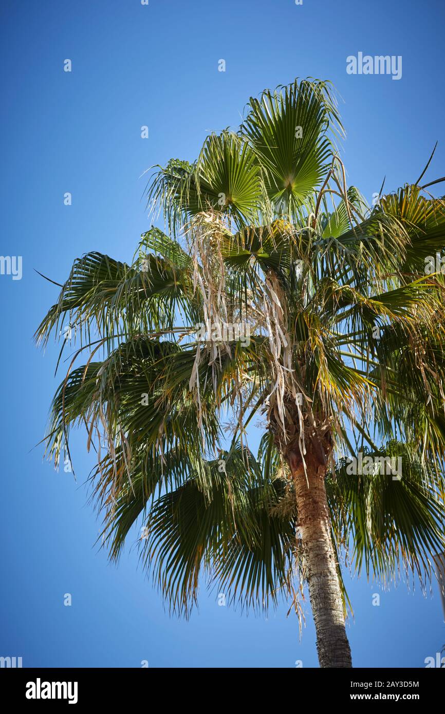 Palm Tree gegen den blauen Himmel Stockfoto