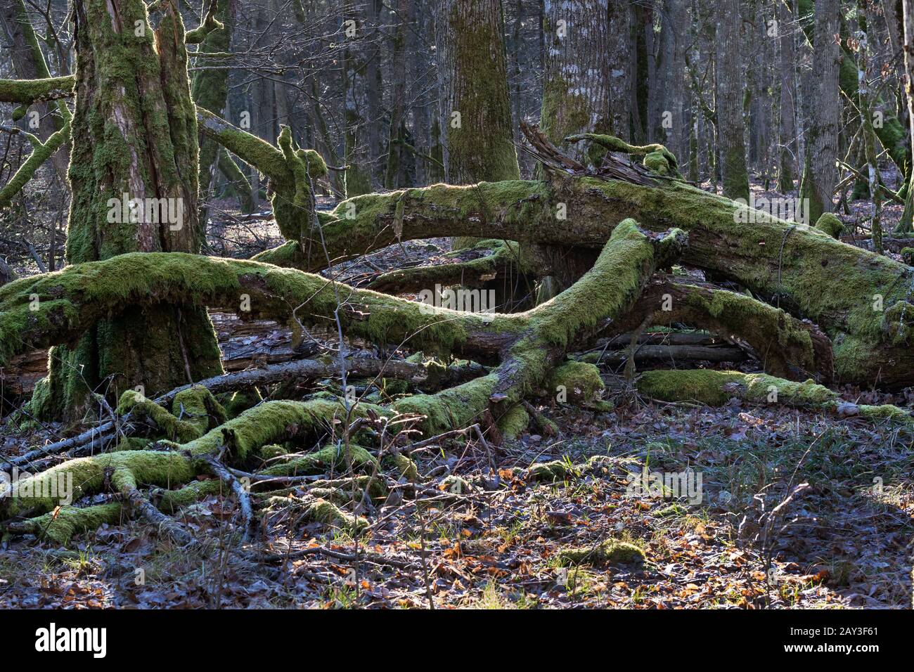 Primärwald, Bialowieza, Polen Stockfoto