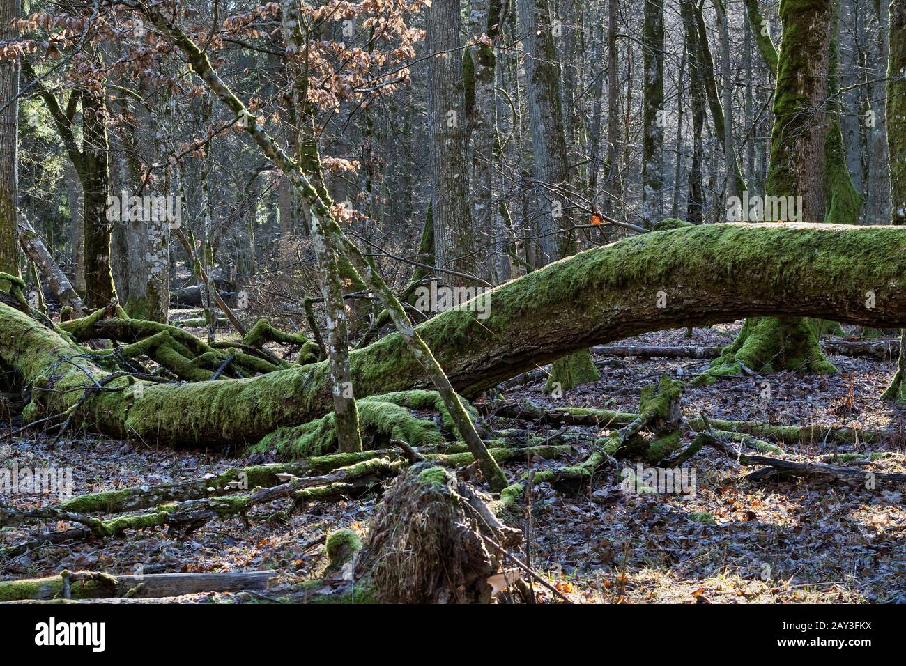 Primärwald, Bialowieza, Polen Stockfoto