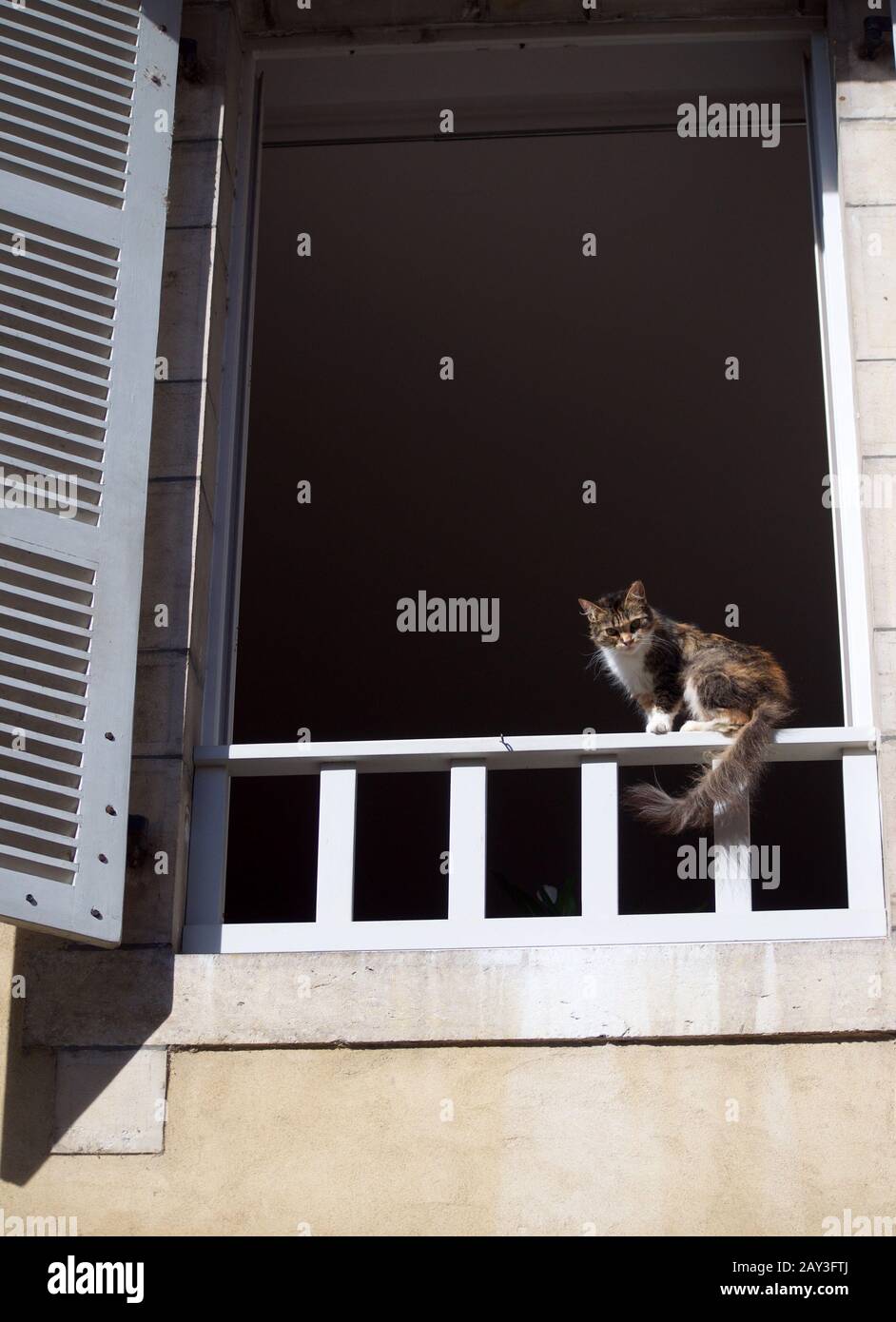 Eine dreifarbige Katze mit riesigen schönen Augen und einem flauschigen Schwanz sitzt an einem Herbstsonntag in einer kleinen Stadt auf einem Fenster mit blauen Fensterläden Stockfoto