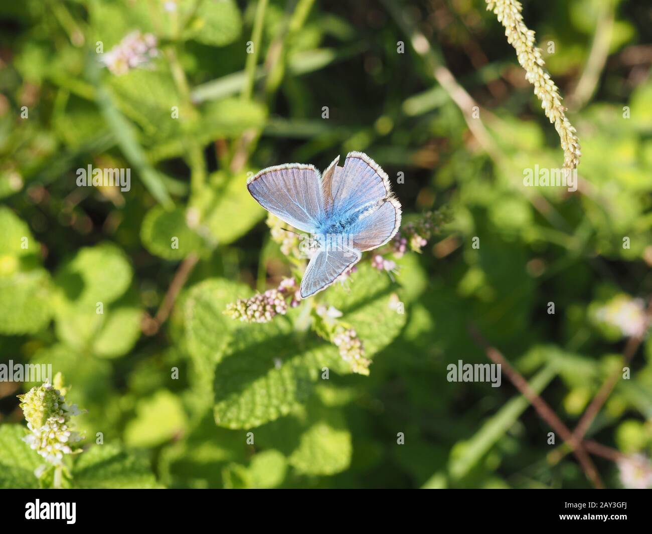 Wunderschöner, atemberaubender Schmetterling, der weiße Blumen füttert Stockfoto