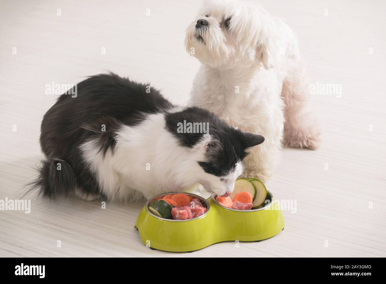 Kleiner Hund Malteser und schwarz-weisse Katze essen natürliche, organische Lebensmittel aus einer Schüssel zu Hause Stockfoto
