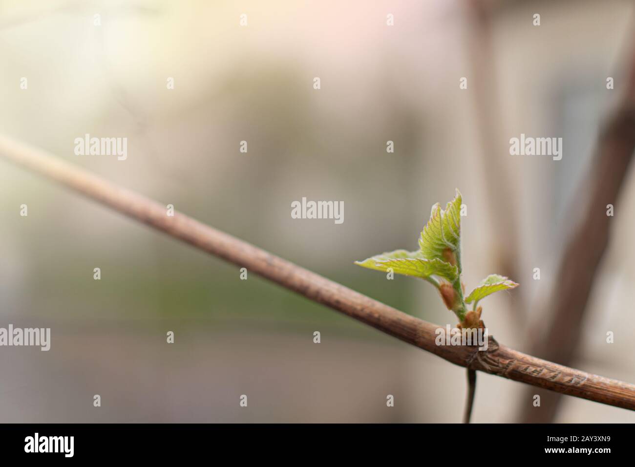 Junge Blütenstand der Trauben am Weinstock. Rebsorten mit jungen Blättern und Knospen Blühen auf einer Weinrebe im Weinberg. Frühjahr Knospen sprießen Stockfoto