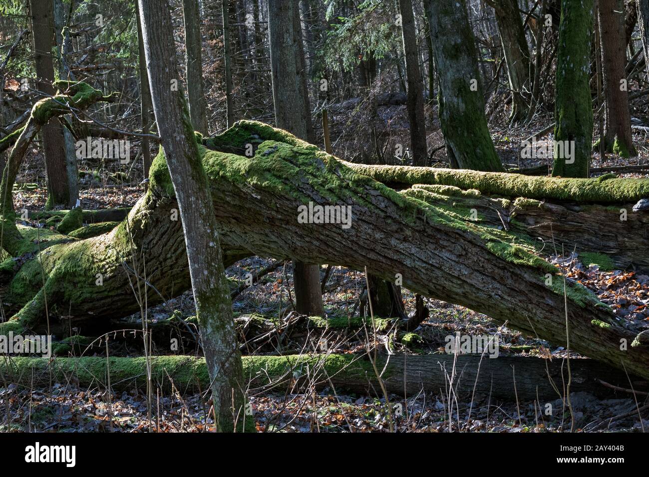 Primärwald, Bialowieza, Polen Stockfoto