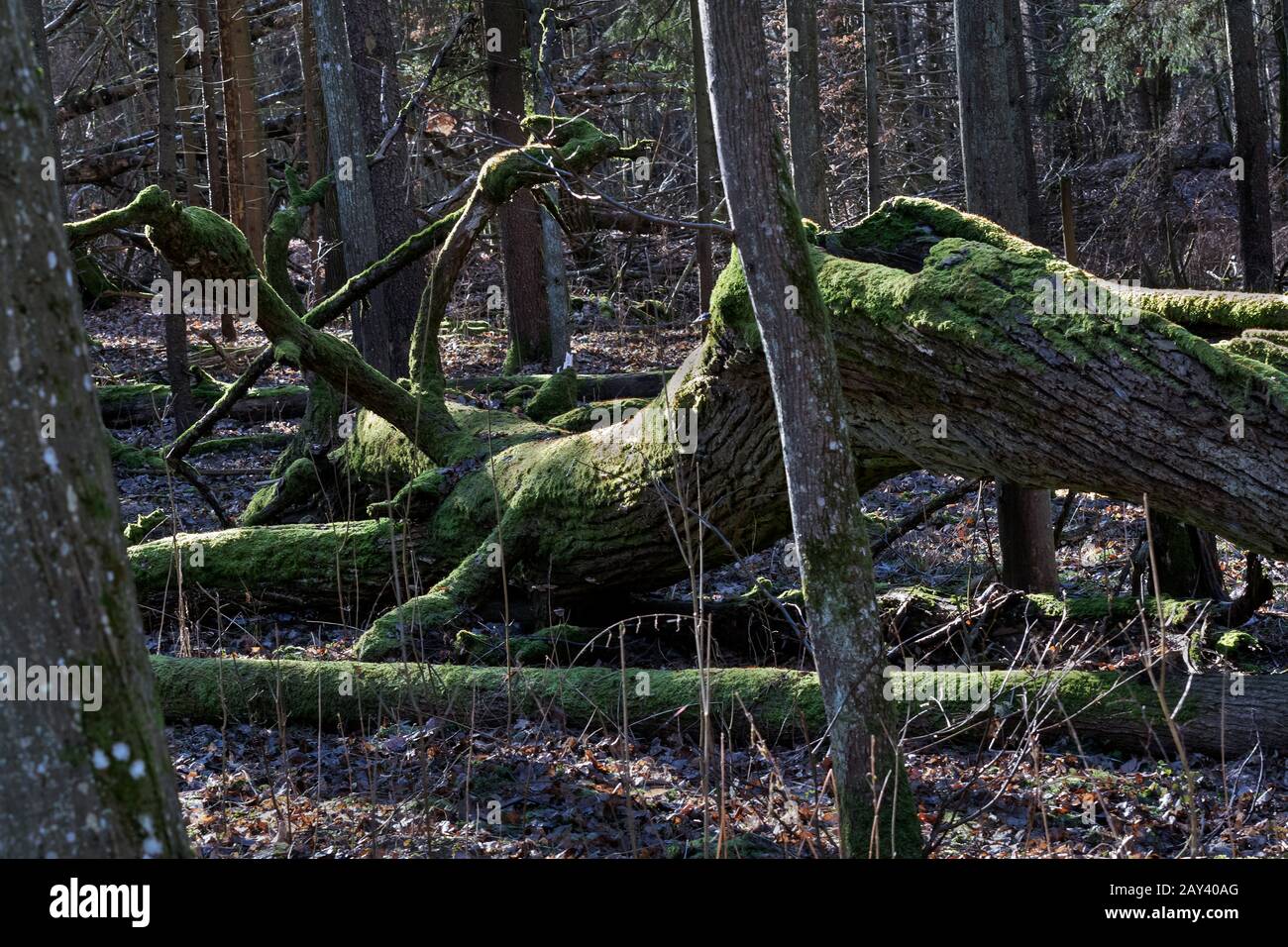 Primärwald, Bialowieza, Polen Stockfoto