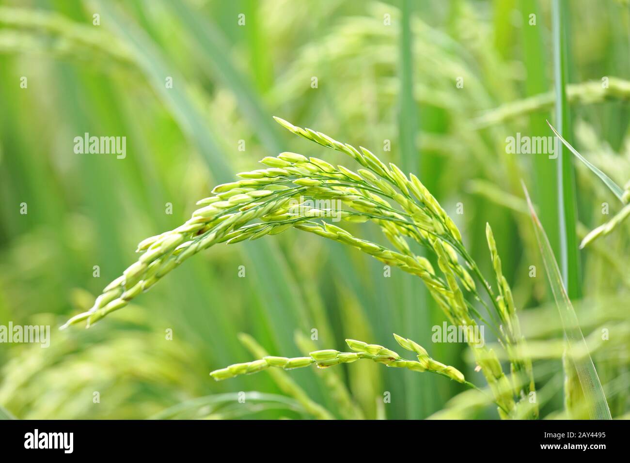 Nahaufnahme eines grünen Paddy Reispflanze Stockfoto