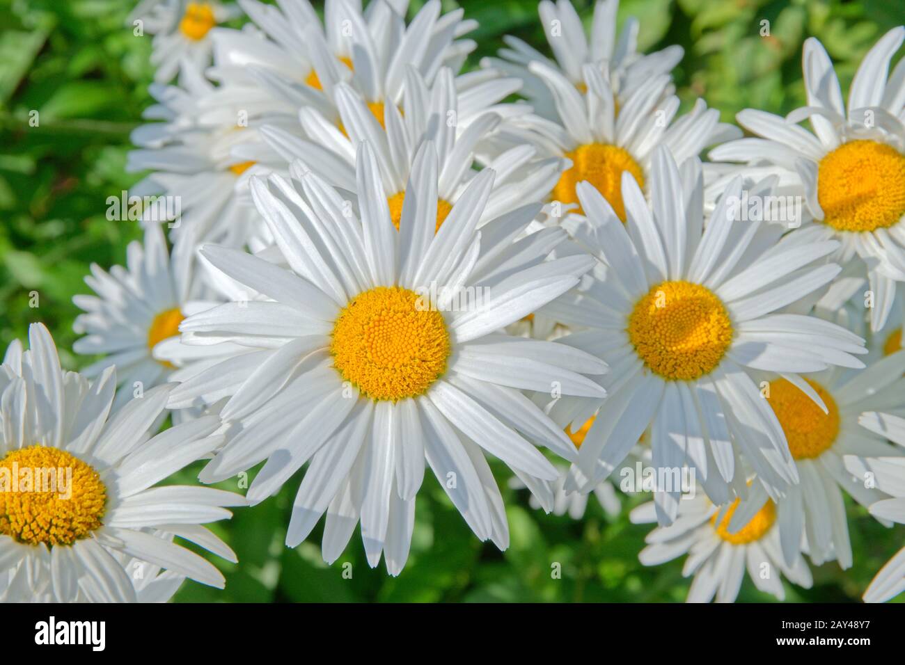 Weiß Aster Blumen, möglicherweise die Alpine Aster, Aster Alpinus. Stockfoto