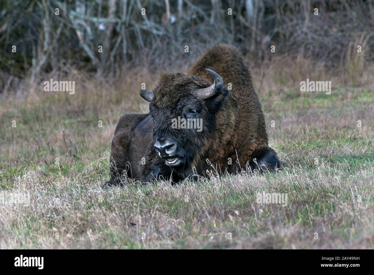 European Bison (Bison-Bonasus). Bialowieza, Polen Stockfoto