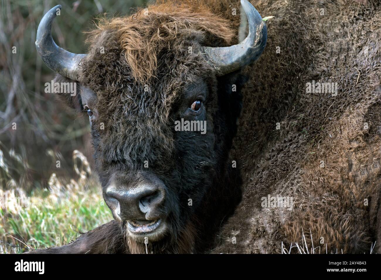 European Bison (Bison-Bonasus). Bialowieza, Polen Stockfoto